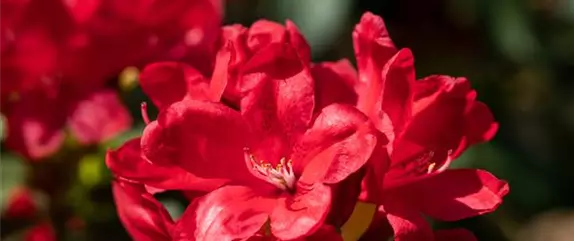 Gartengestaltung mit Rhododendron Schönheit im Garten