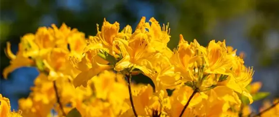 Gartengestaltung mit Rhododendron Schönheit im Garten