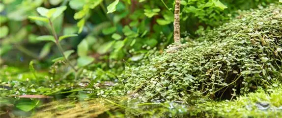 Beliebte Wasserpflanzen für einen naturnahen Teich im Garten