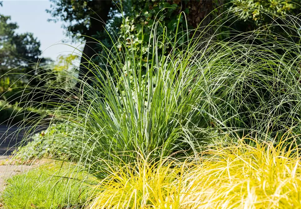 Für den Ziergarten erfolgreich Gräser teilen und vermehren