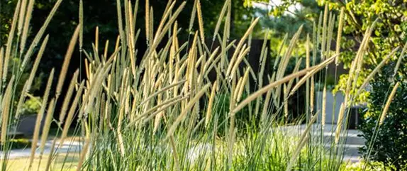 Gartengestaltung mit Gräsern – Filigrane Schönheiten für jeden