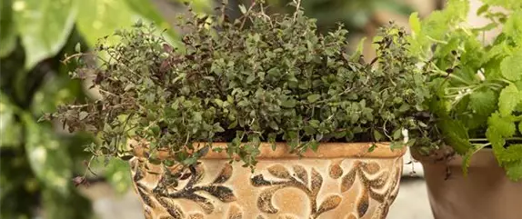 Mediterrane Kräuter im eigenen Garten Genuss für alle Sinne