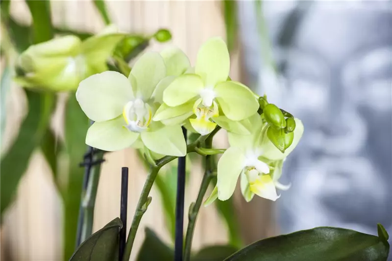 Können Orchideen über der Heizung stehen?