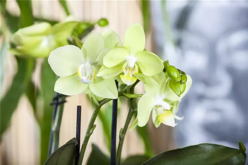Können Orchideen über der Heizung stehen? Können Orchideen über der Heizung stehen?