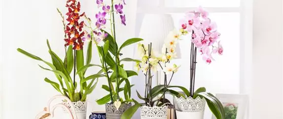 Orchideen – Königliche Schönheiten in vielfältigsten Farben 