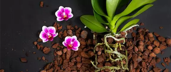 Für längere Blütezeit rechtzeitig Orchideen zurückschneiden 
