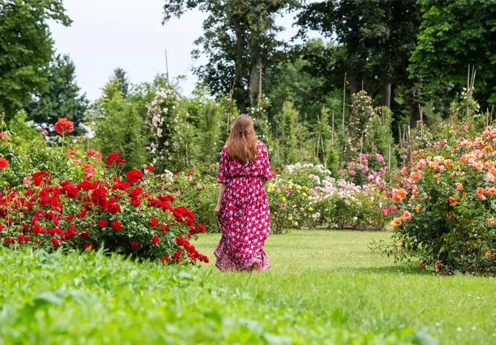 Rosenpflege im Sommer – Für die Königin nur das Beste
