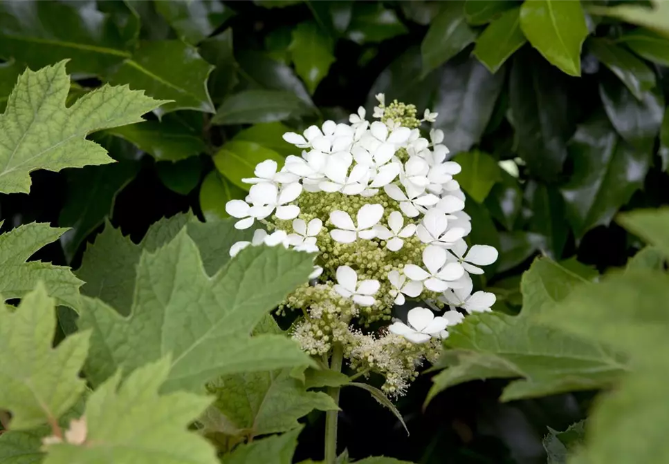 Immer eine gute Idee: Laubgehölze für die Gartengestaltung 