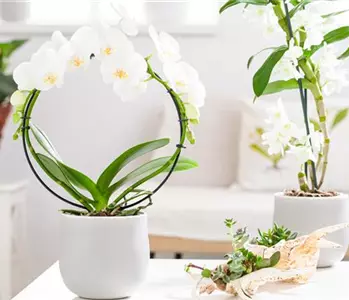 So kann der Zimmergärtner seine Orchideen zum Blühen bringen