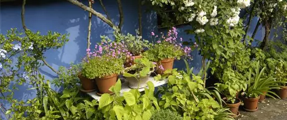 Wie der Balkon im Winter zum blühenden Pflanzenparadies wird