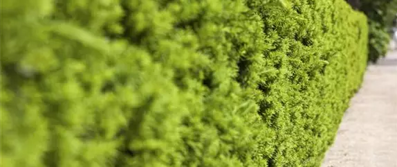 Immergrüne Nadelgehölze im Garten sind vielseitig einsetzbar