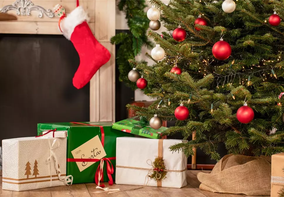 Welcher immergrüne Nadelbaum eignet sich als Weihnachtsbaum?