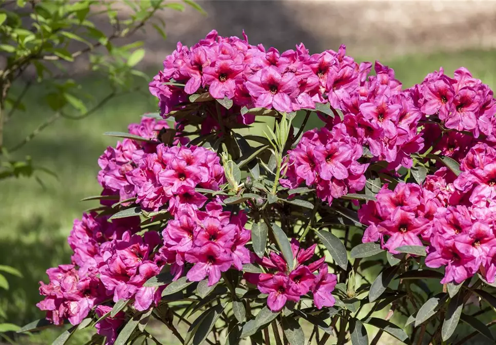 Schön und anspruchsvoll Rhododendron pflanzen im eigenen Garten