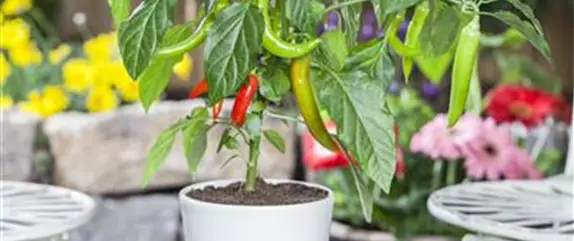 Paprika selber anbauen – Tipps für Anzucht und Ernte