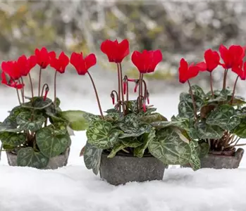 Botanische Highlights - Winterblühende Pflanzen für Zuhause