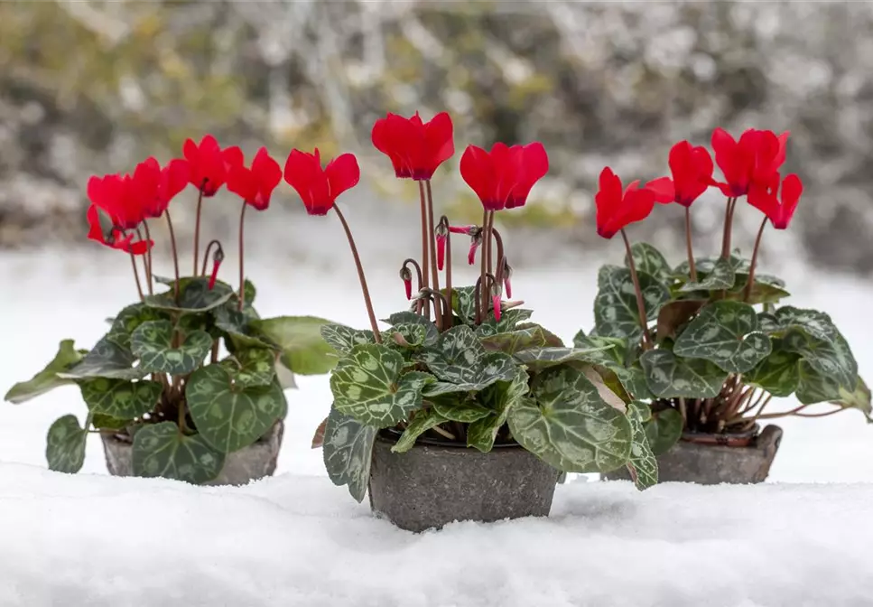 Botanische Highlights - Winterblühende Pflanzen für Zuhause
