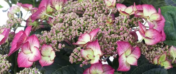 Hortensien für Garten und Balkon – ein tolles Blütenspiel