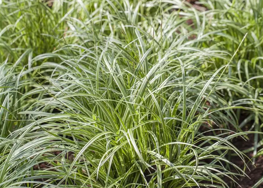 Carex paniculata, RispenSegge