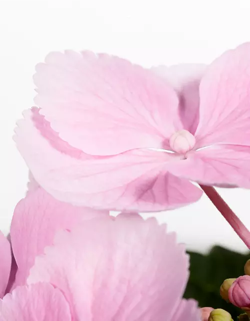 5 Stück Hydrangea Macrophylla Hortensie rosa Blüten Bauernhortensie in rosa,