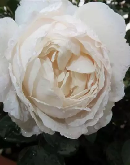 Englische Rose 'Desdemona'®