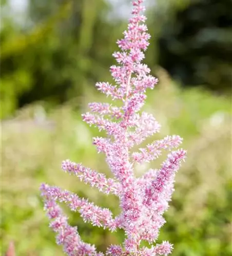 Astilbe japonica 'Younique Silver Pink'®