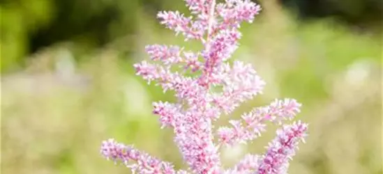 Astilbe japonica 'Younique Silver Pink'®