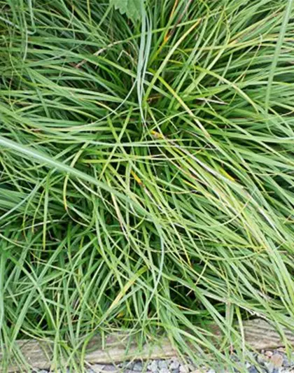 Carex caryophyllea 'The Beatles'