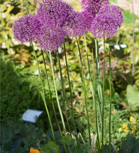Garten-Kugel-Lauch 'Purple Sensation'