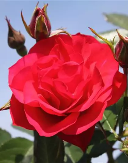 Beetrose 'Black Forest Rose'®