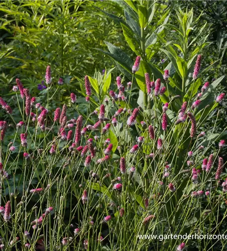 Garten-Wiesenknopf 'Pink Tanna'
