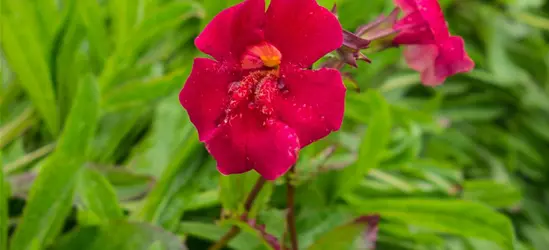 Garten-Gauklerblume 'Roter Kaiser'
