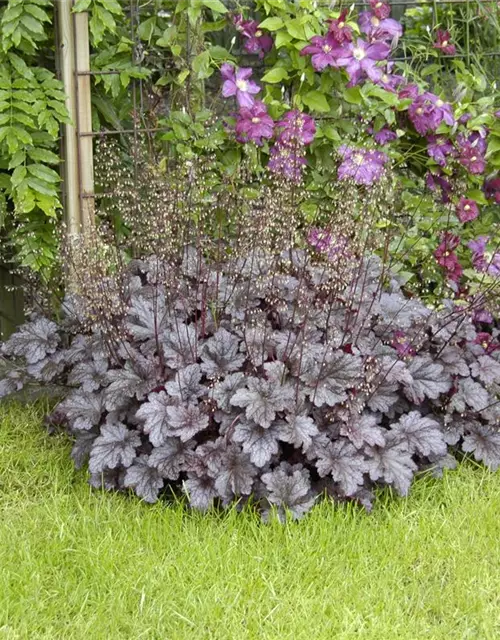 Garten-Silberglöckchen 'Palace Purple'