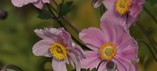 Filzige Garten-Herbst-Anemone 'Serenade'