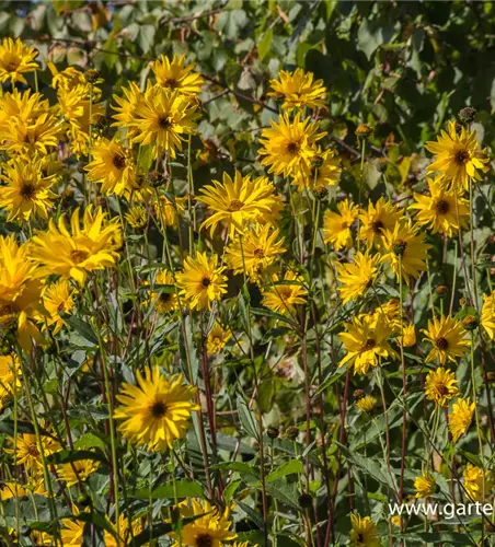 Garten-Stauden-Sonnenblume 'Monarch'