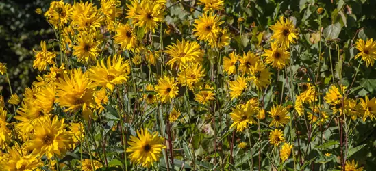 Garten-Stauden-Sonnenblume 'Monarch'