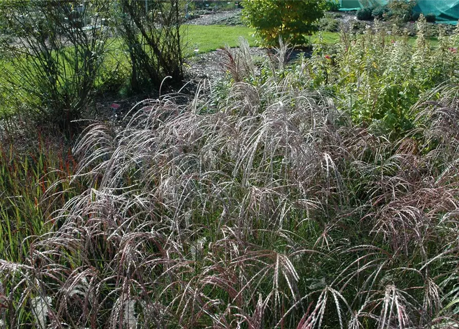 GartenChinaschilf, Miscanthus sinensis 'Ferner Osten'
