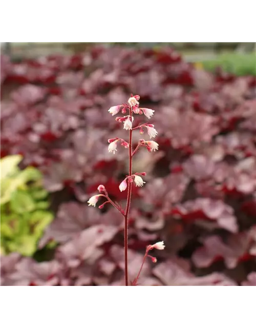 GartenSilberglöckchen, Heuchera villosa 'Berry Smoothie'®