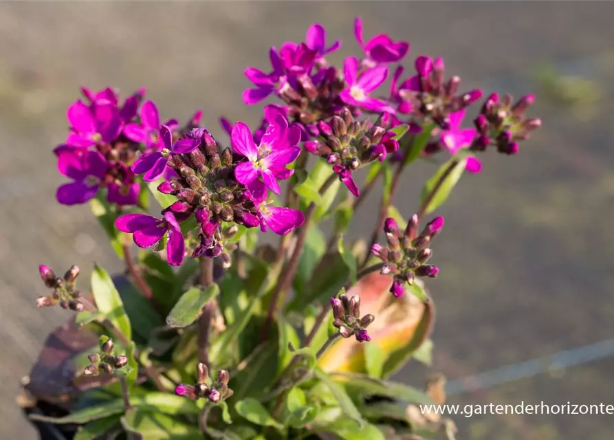 GartenGänsekresse 'Rose Delight'®, Arabis blepharophylla 'Rose Delight'®