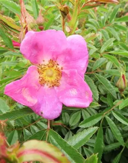 Glanzblättrige Rose