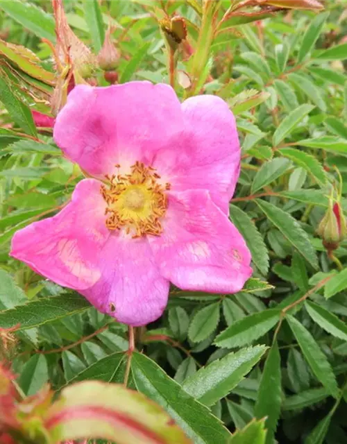 Glanzblättrige Rose