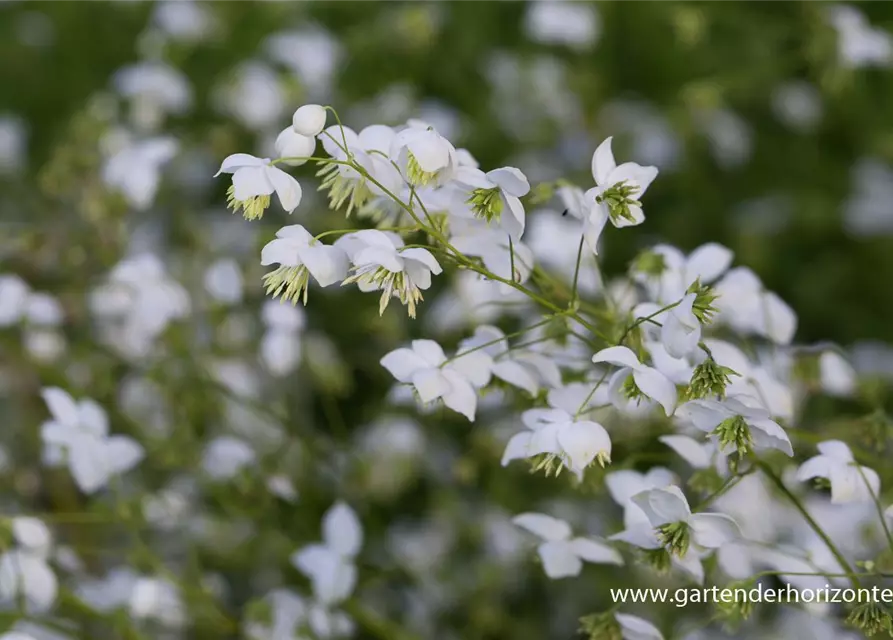 Garten-Wiesenraute 'Splendide White'®