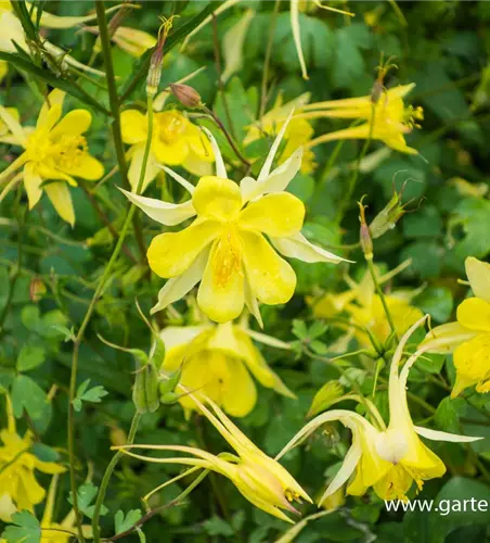 Langspornige Garten-Akelei 'Yellow Queen'