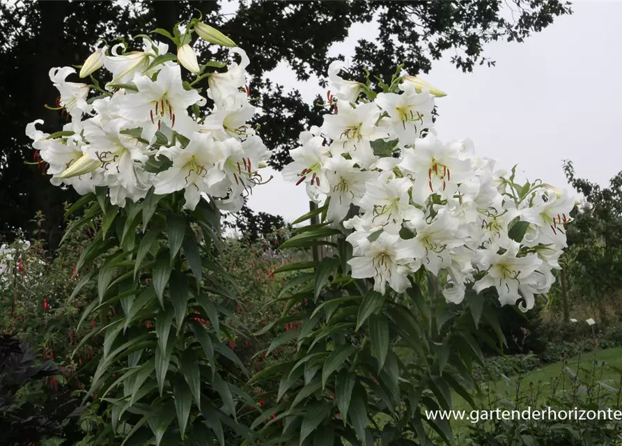 Lilie 'Casablanca', Lilium 'Casablanca'