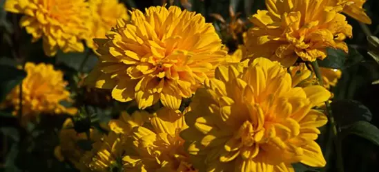 Garten-Stauden-Sonnenblume 'Loddon Gold'