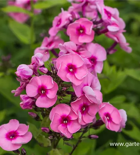 Hohe Garten-Flammenblume 'Jeff´s Pink' 