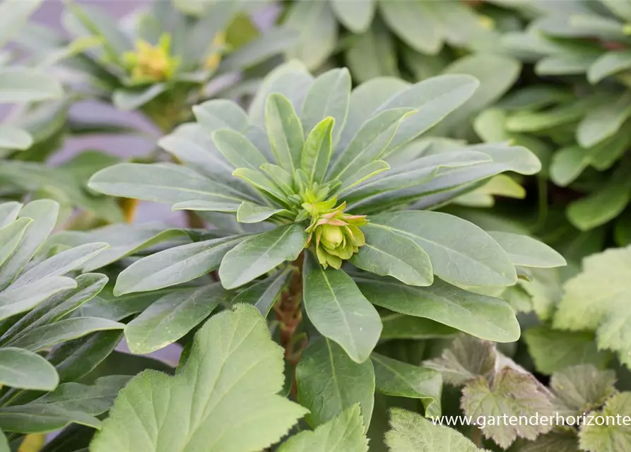 Mandelblättrige Wolfsmilch, Euphorbia amygdaloides var. robbiae