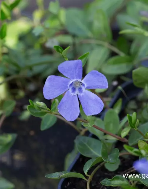 31+ Garten Immergrün, Als ein natürlicher sichtschutz und zum