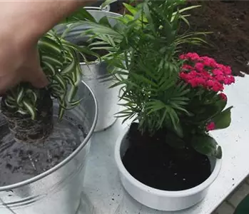 Schale - Einpflanzen von Zimmerpflanzen