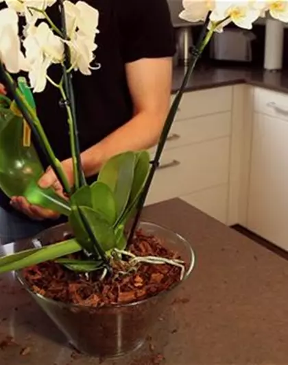 Orchidee - Einpflanzen in ein Gefäß