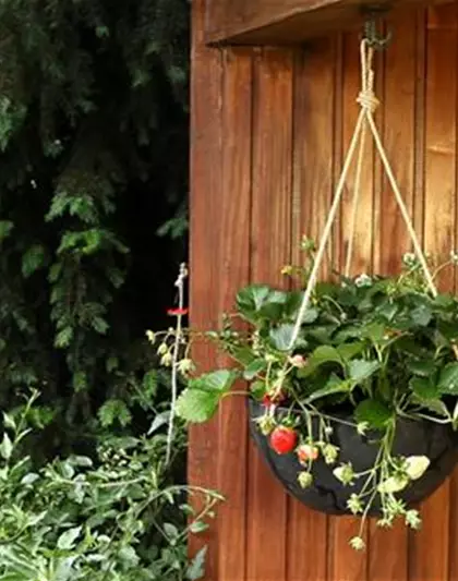 Erdbeeren - Ampel Bepflanzen